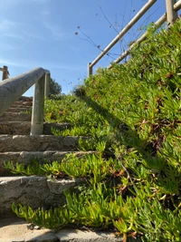 Vegetação exuberante ao longo das escadas de pedra sob um céu azul claro