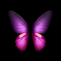 Asas de borboleta vibrantes em roxo e magenta contra um fundo preto