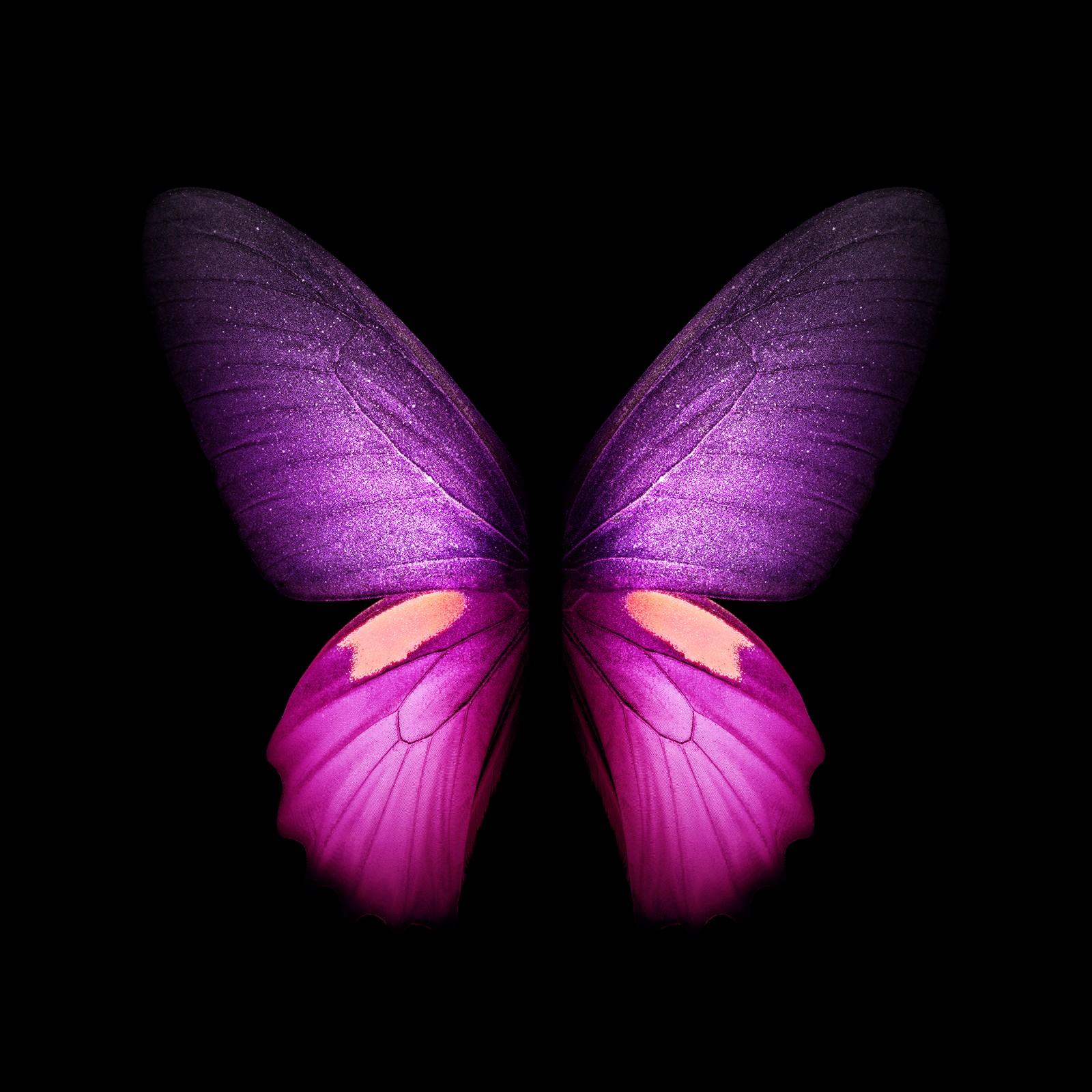 Lila schmetterling mit rosa flügeln auf schwarzem hintergrund (samsung galaxy, samsung, samsung galaxy fold, faltbares smartphone, smartphone)