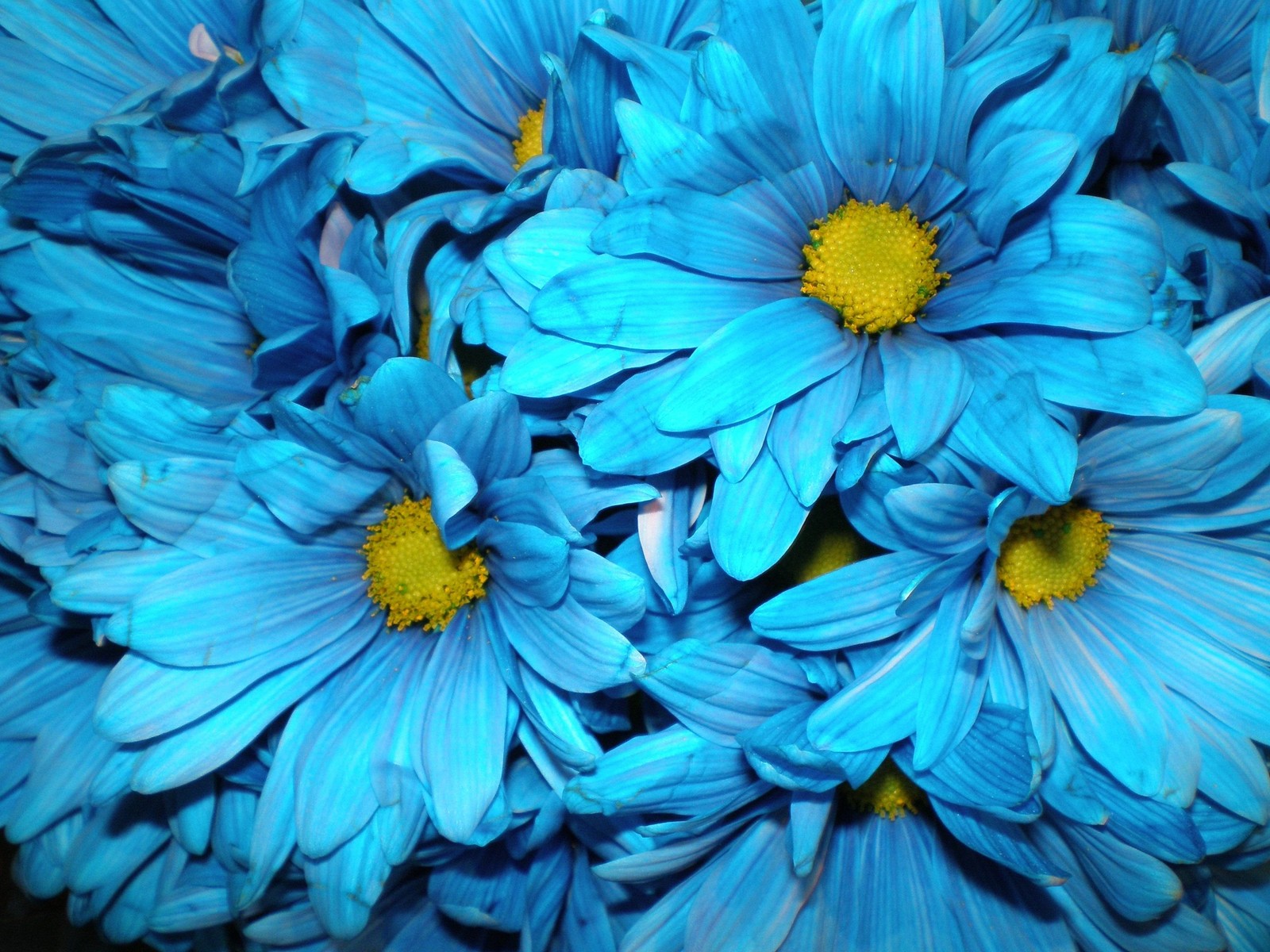 Il y a beaucoup de fleurs bleues dans un vase. (bleu, chrysanthème, pétale, fleur sauvage, famille des marguerites)