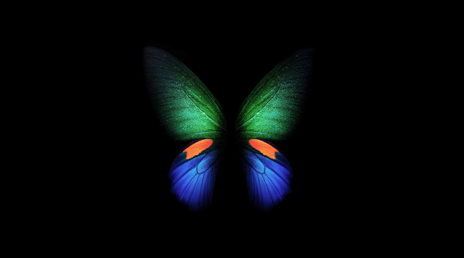 A close up of a butterfly with a black background (butterfly, samsung galaxy fold, black background, stock, simple)