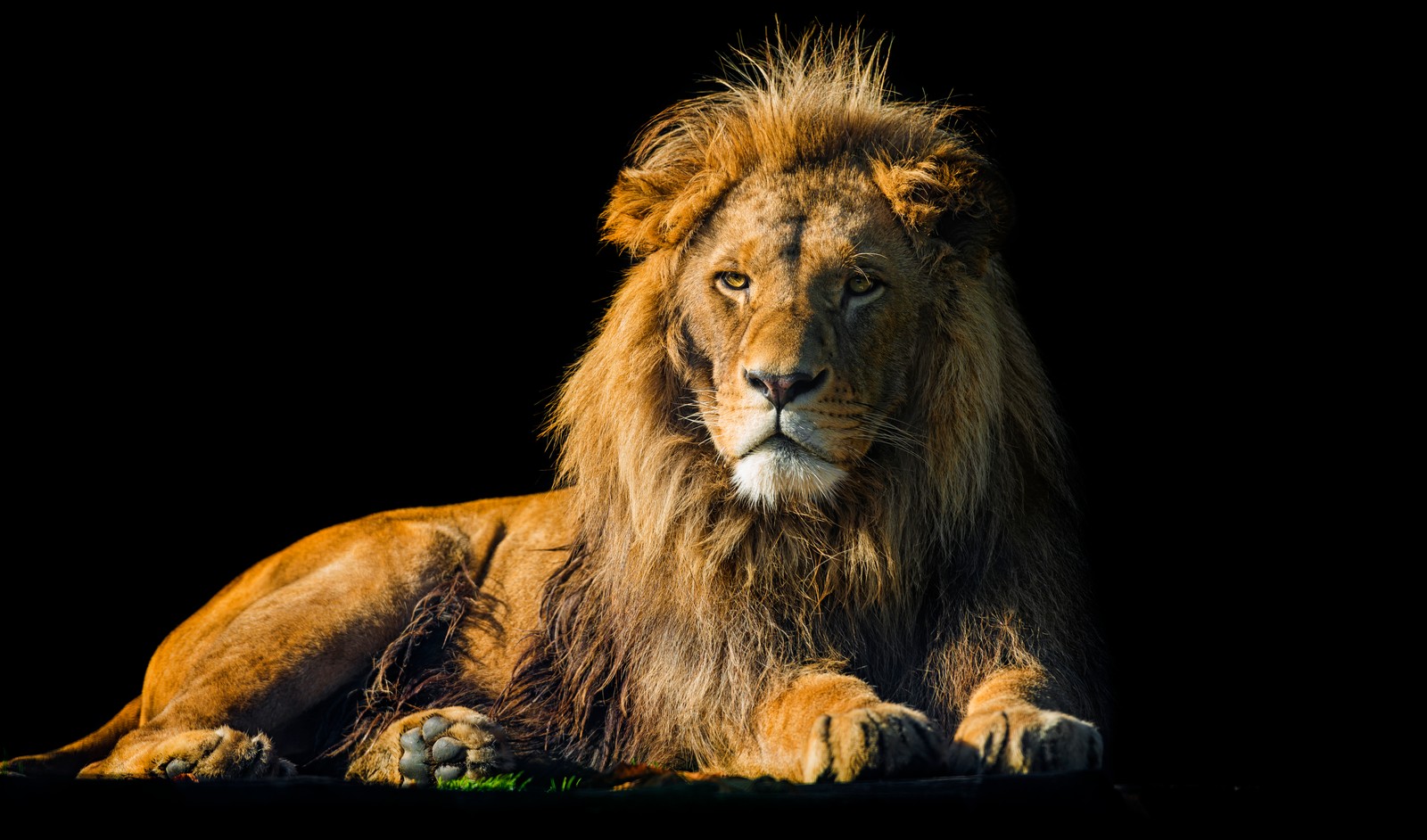 Araffe sitting on a black surface with a black background (lion, male, zoo, wild cat, black background)