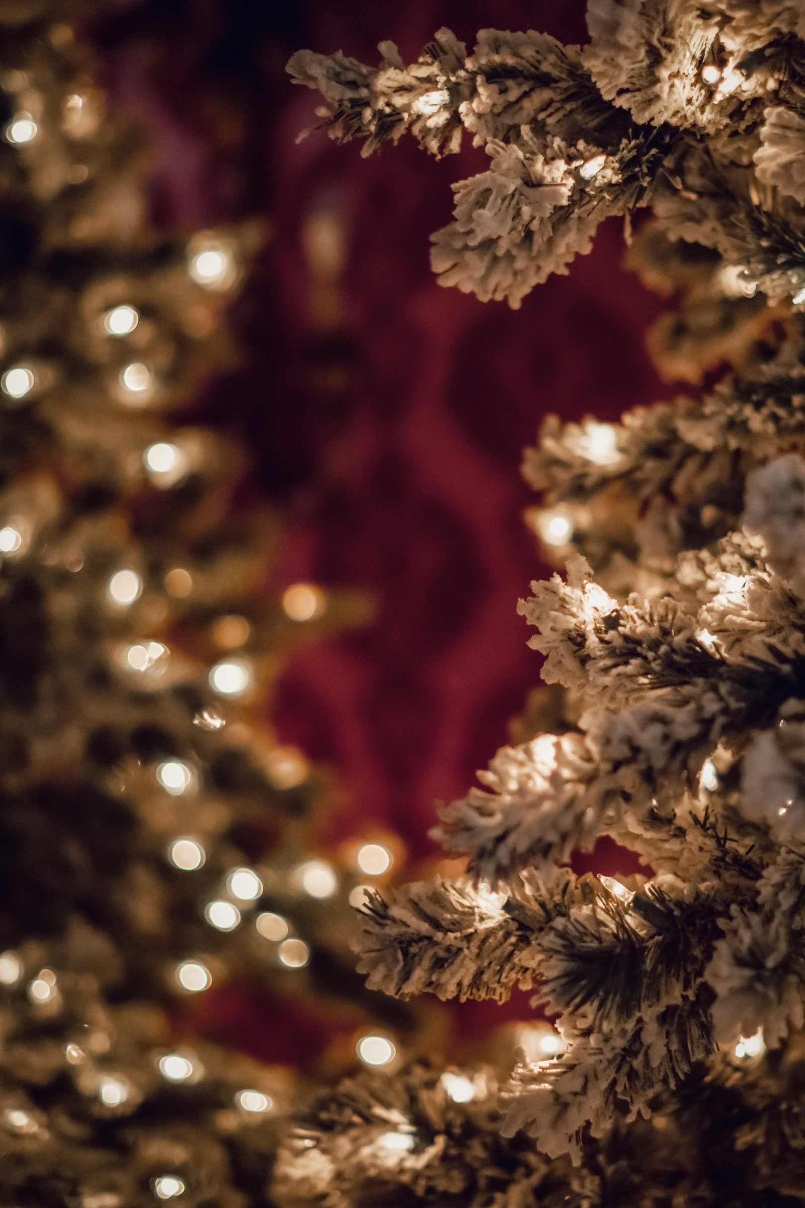 Lade tanne, pflanze, baum, zweig, weihnachtslichter Hintergrund herunter