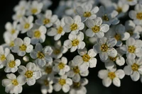 Fleurs sauvages blanches délicates avec des centres jaunes