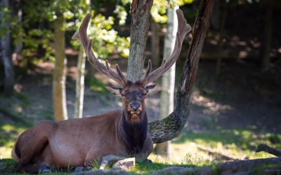 Majestic Elk Resting in a Natural Habitat