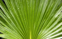 Hoja de palma verde vibrante con gotas de agua