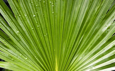 Lebhaftes grünes Palmblatt mit Wassertropfen