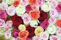 Bouquet de roses multicolores vibrantes