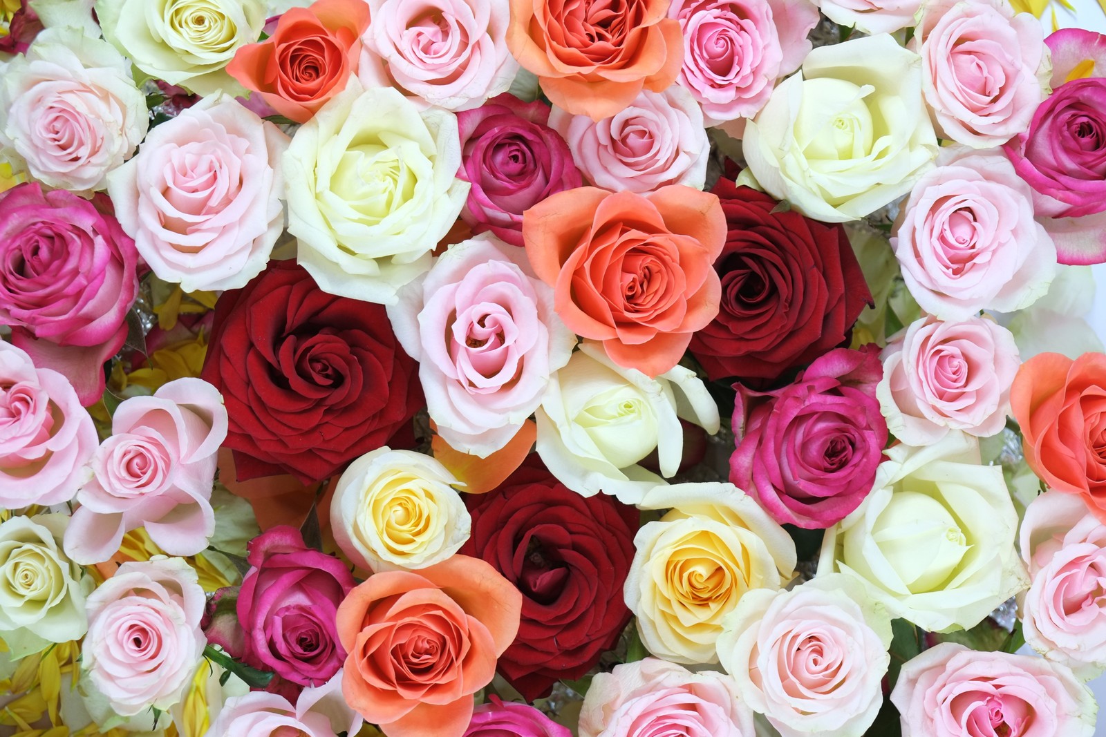 Un gros plan d'un bouquet de roses dans un vase (fleurs de rose, multicolore, coloré, arrière plan floral, floraison)