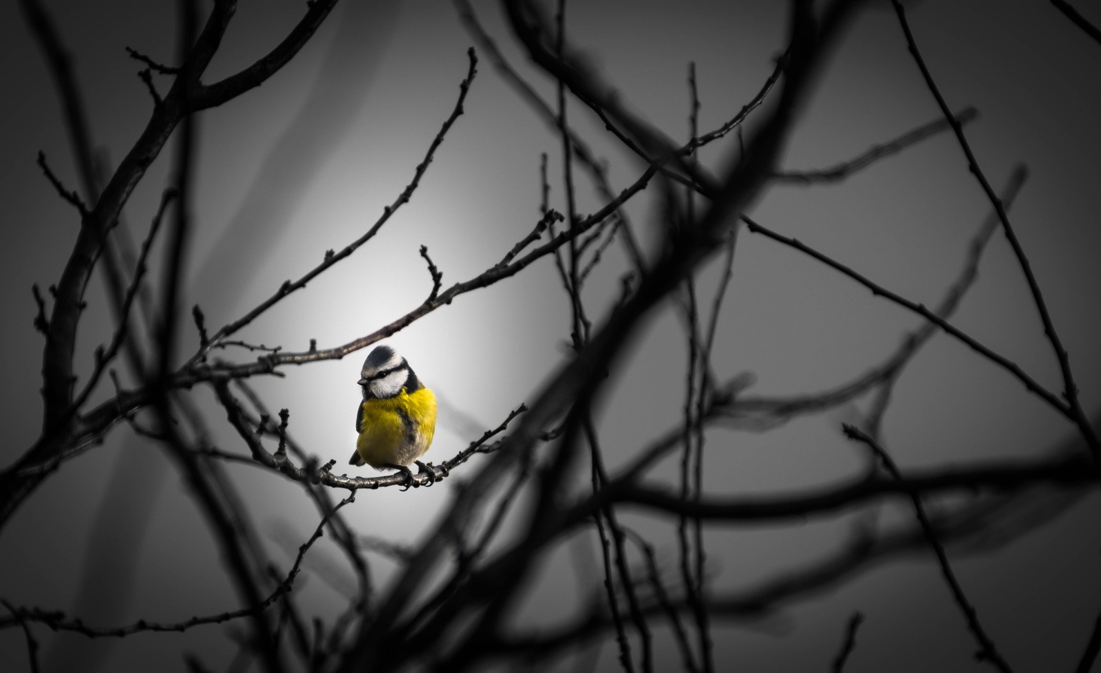 Ein kleiner vogel sitzt auf einem ast in der dunkelheit (natur, zweig, vogel, gelb, schnabel)