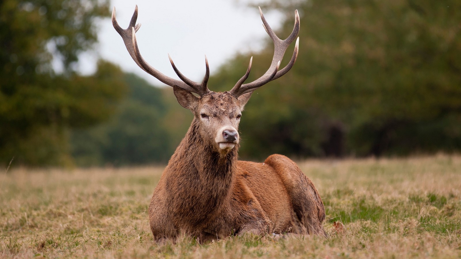 Una jirafa acostada en un campo con árboles al fondo (vida silvestre, ciervo, cuerno, alce, animal terrestre)