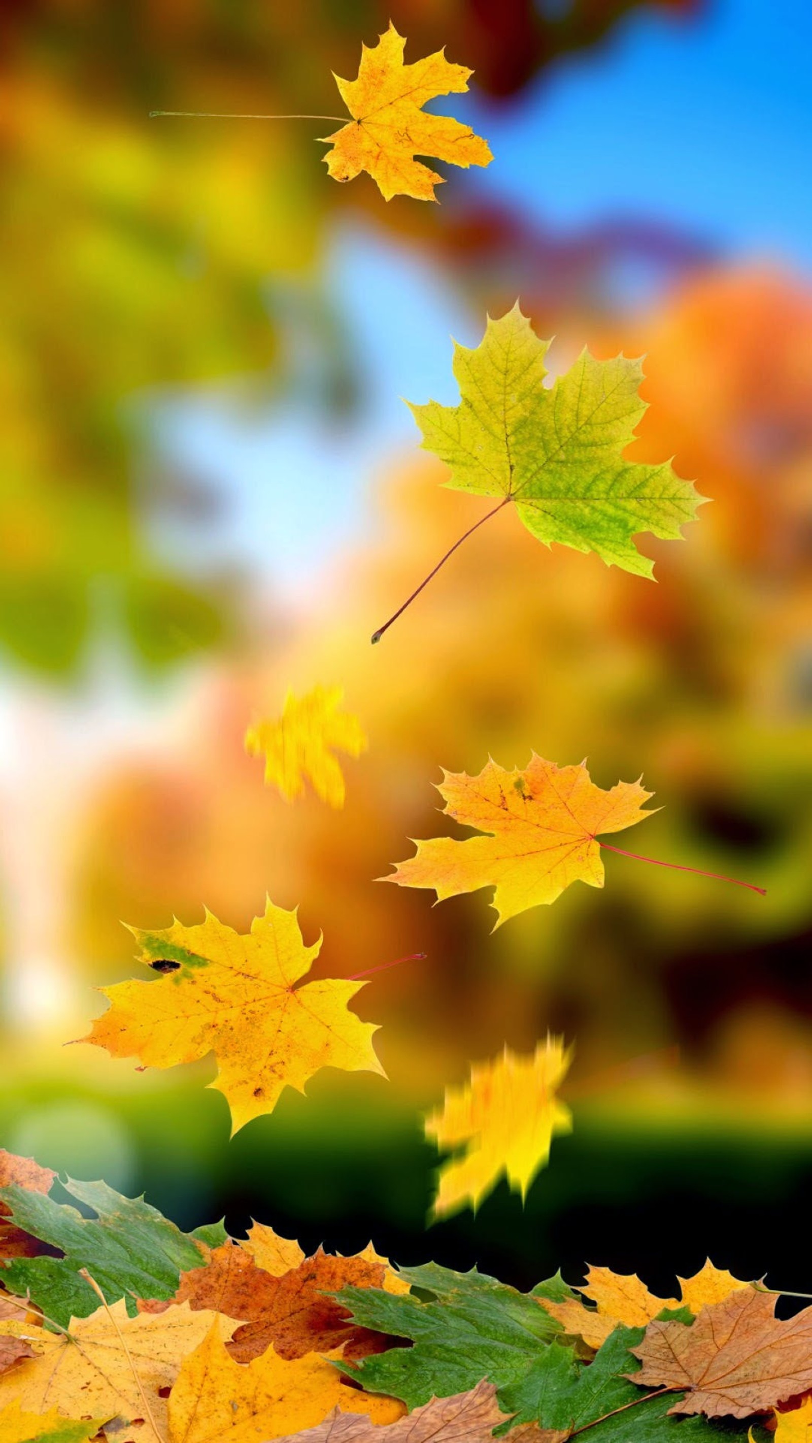 Blätter, die in einem park aus einem baum fallen (herbst, herbstlaubfarbe, pflanze, botanik, natur)