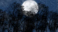 moon, moonlight, nature, tree, astronomical object wallpaper