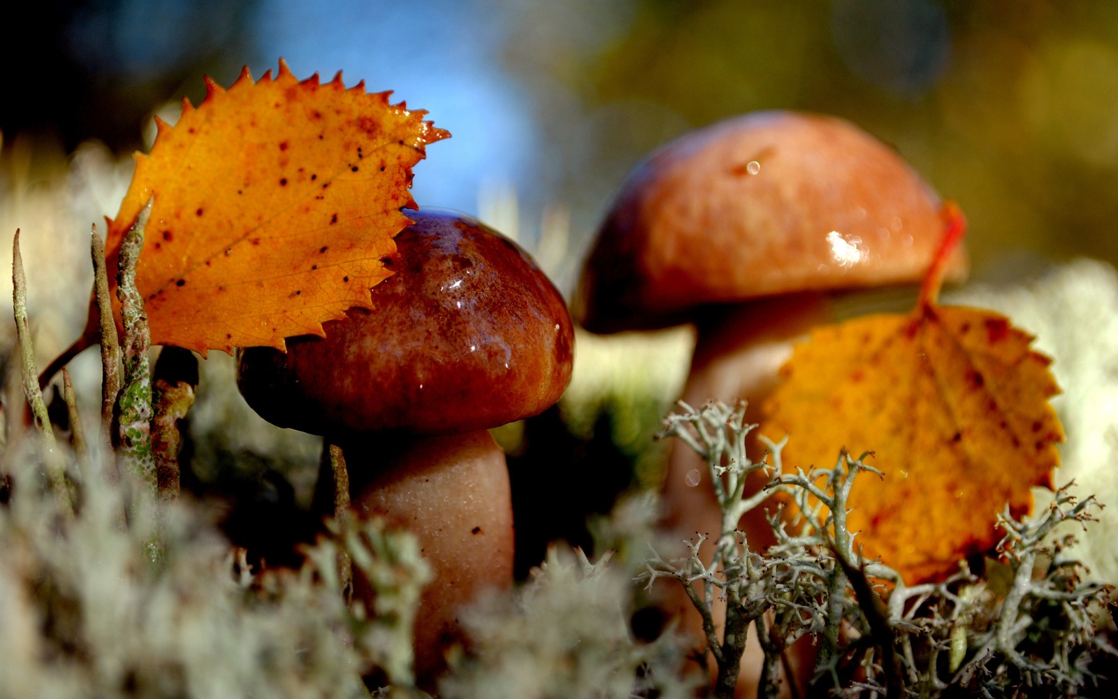 Hay dos champiñones que están en el suelo (hongo, otoño, bóletus, boleto, agaricomycetes)