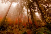 forêt, arbre, nature, boisé, sauvage