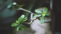 Elegant Bonsai Branch with Lush Green Leaves and Spring Buds