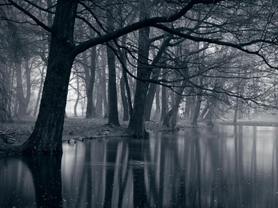 Reflexão tranquila da floresta em preto e branco