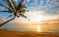 palm tree, palm trees, tropics, horizon, sea