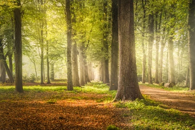 Caminho ensolarado através de uma floresta exuberante