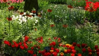 keukenhof, garten, blumengarten, tulpe, blühende pflanze