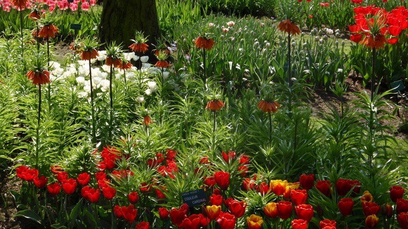 В саду много разных видов цветов (кекенхоф, keukenhof, сад, цветочный сад, тюльпан)