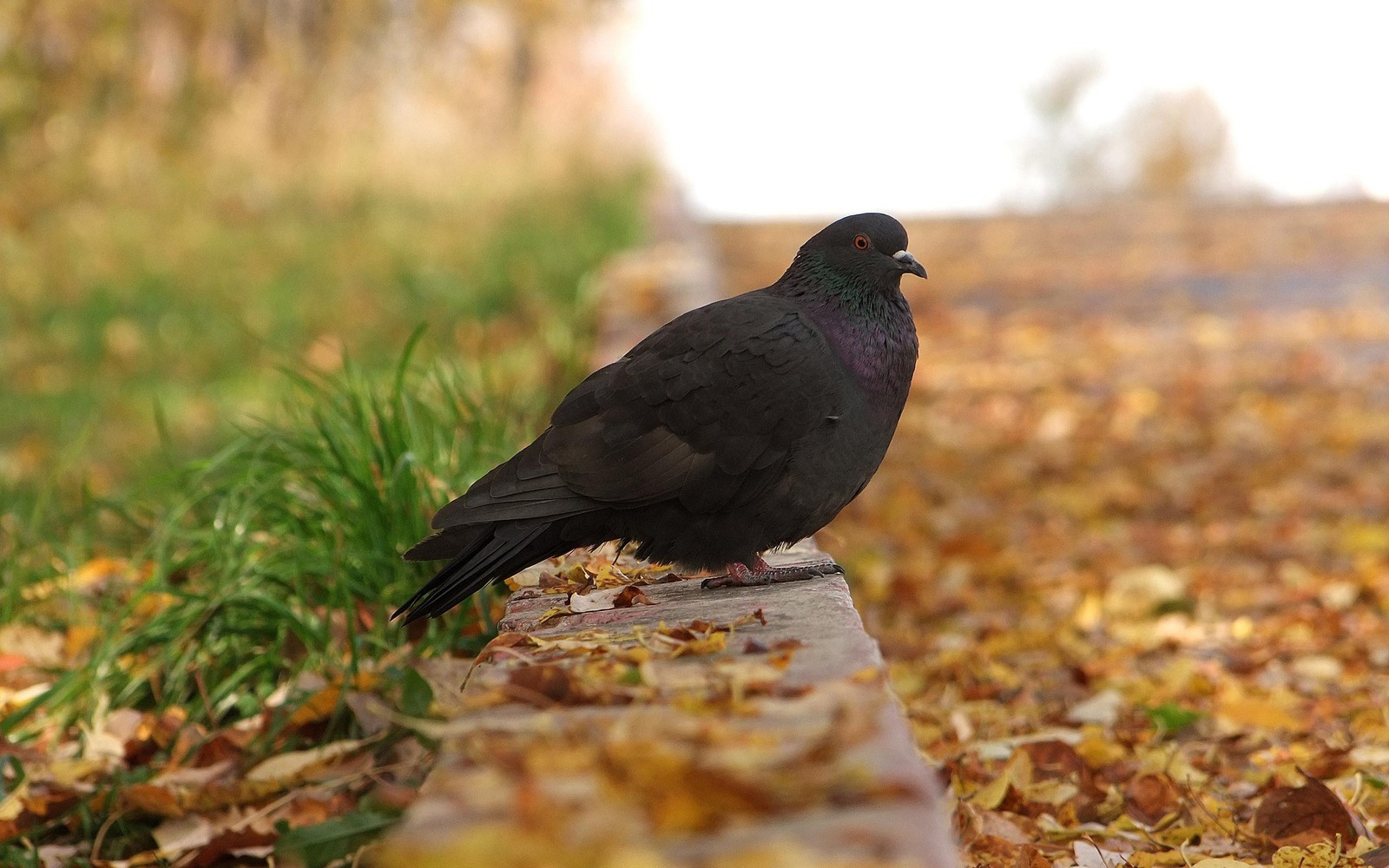 There is a black bird sitting on a ledge in the leaves (bird, beak, blackbird, crow, emberizidae)