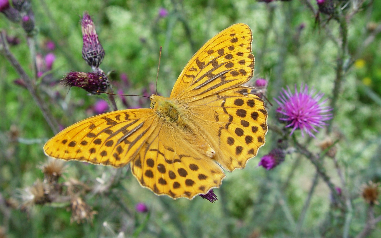 insect, moths and butterflies, butterfly, invertebrate, pollinator wallpaper