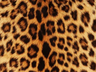 Leopard Print: The Iconic Markings of Big Cats