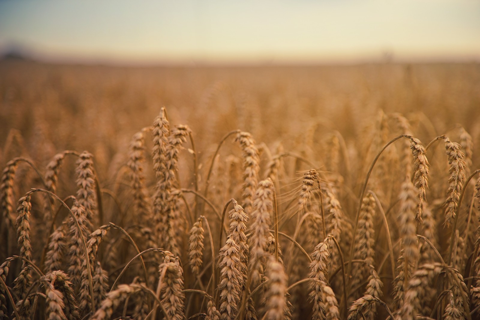 Un primer plano de un campo de trigo con un fondo de cielo (trigo, cereal, grano, campo, cosecha)