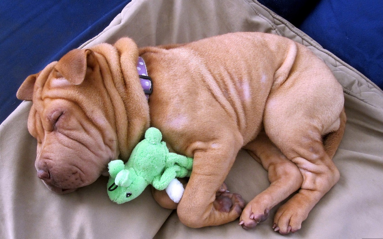 Descargar fondo de pantalla shar pei, cachorro, arruga, raza de perro, vertebrado