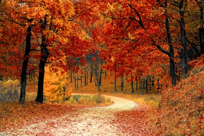 Camino vibrante de otoño a través de un colorido bosque