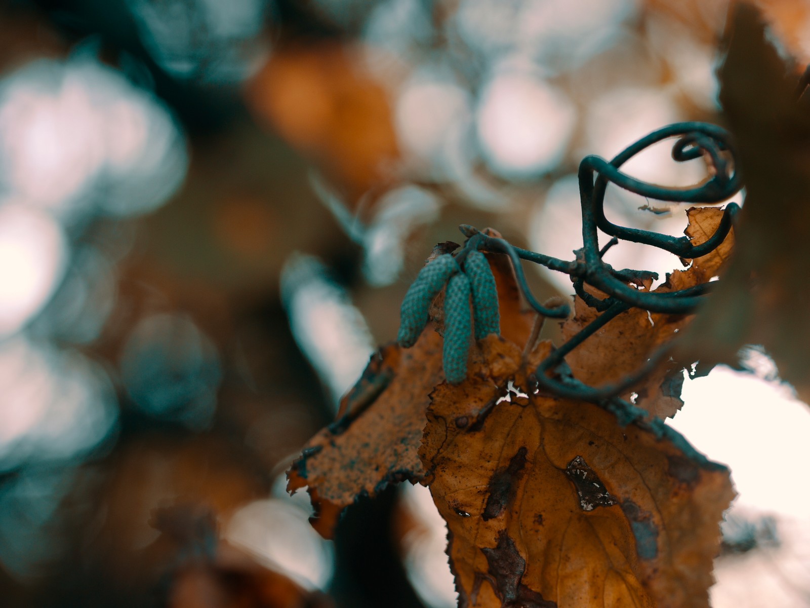 Ein blatt hängt an einem draht (zweig, blatt, baum, brille, pflanze)