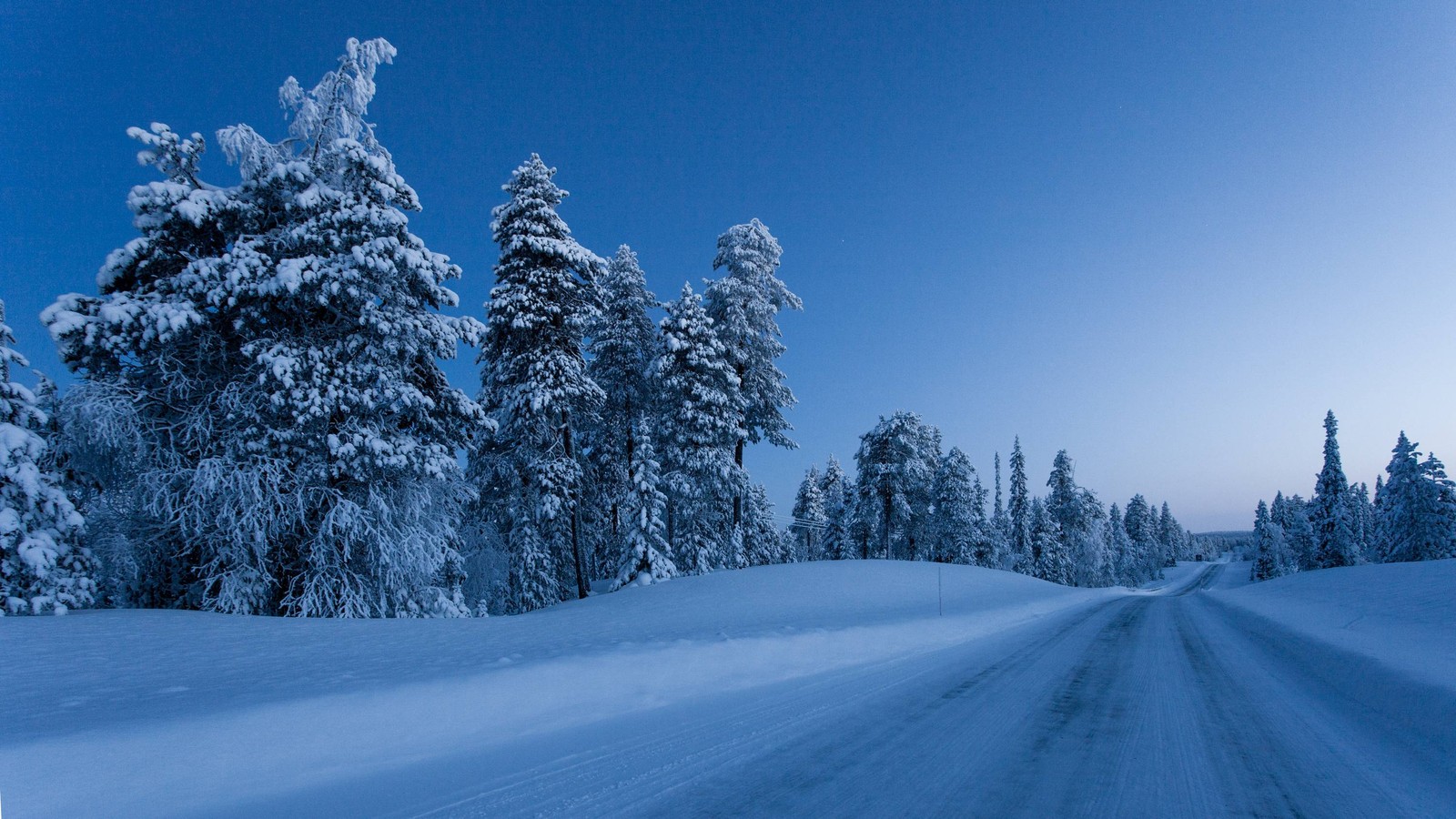 winter, snow, tree, nature, blue wallpaper