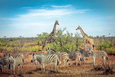 animal, savane, zèbre, girafe du nord, faune