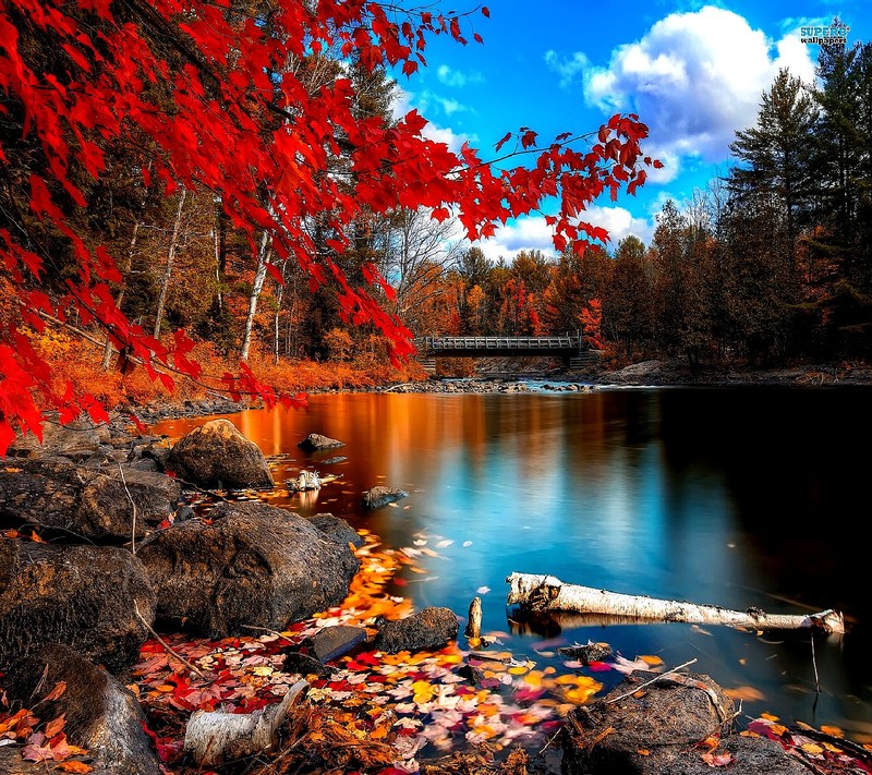 A view of a river with a bridge and a fallen tree (nature)