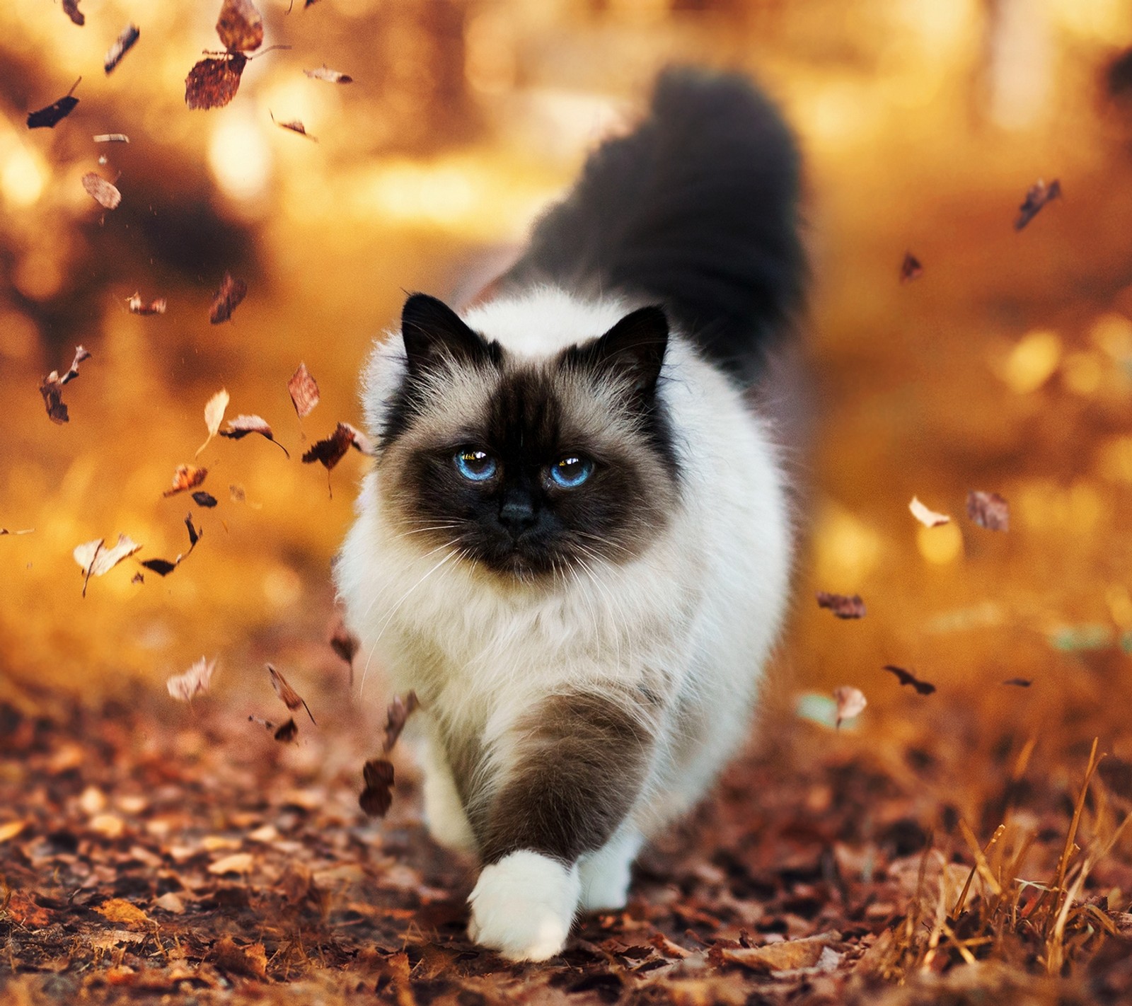 Araffe cat walking in the leaves in the fall (abej, beograd, love, pussycat)