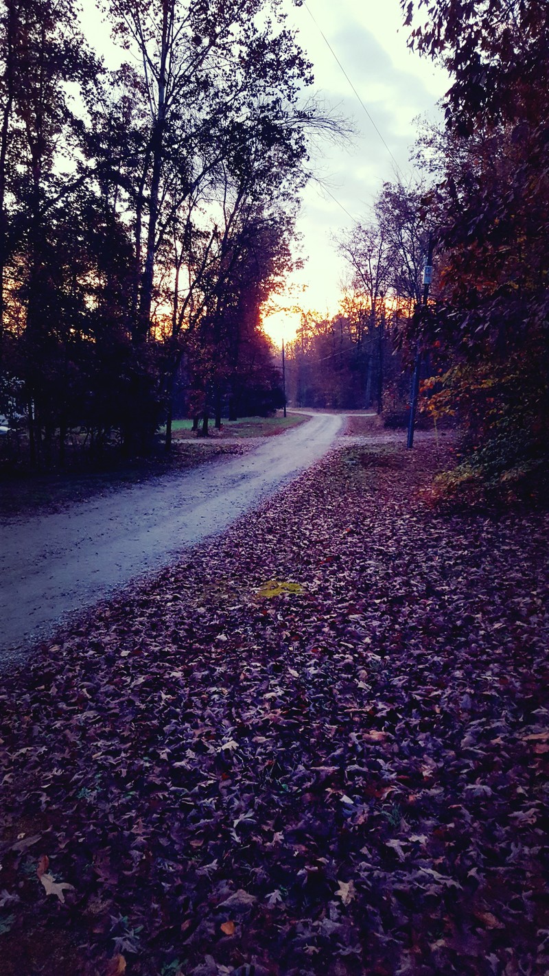 Дорога, усыпанная опавшими листьями (осень, день, дорога)