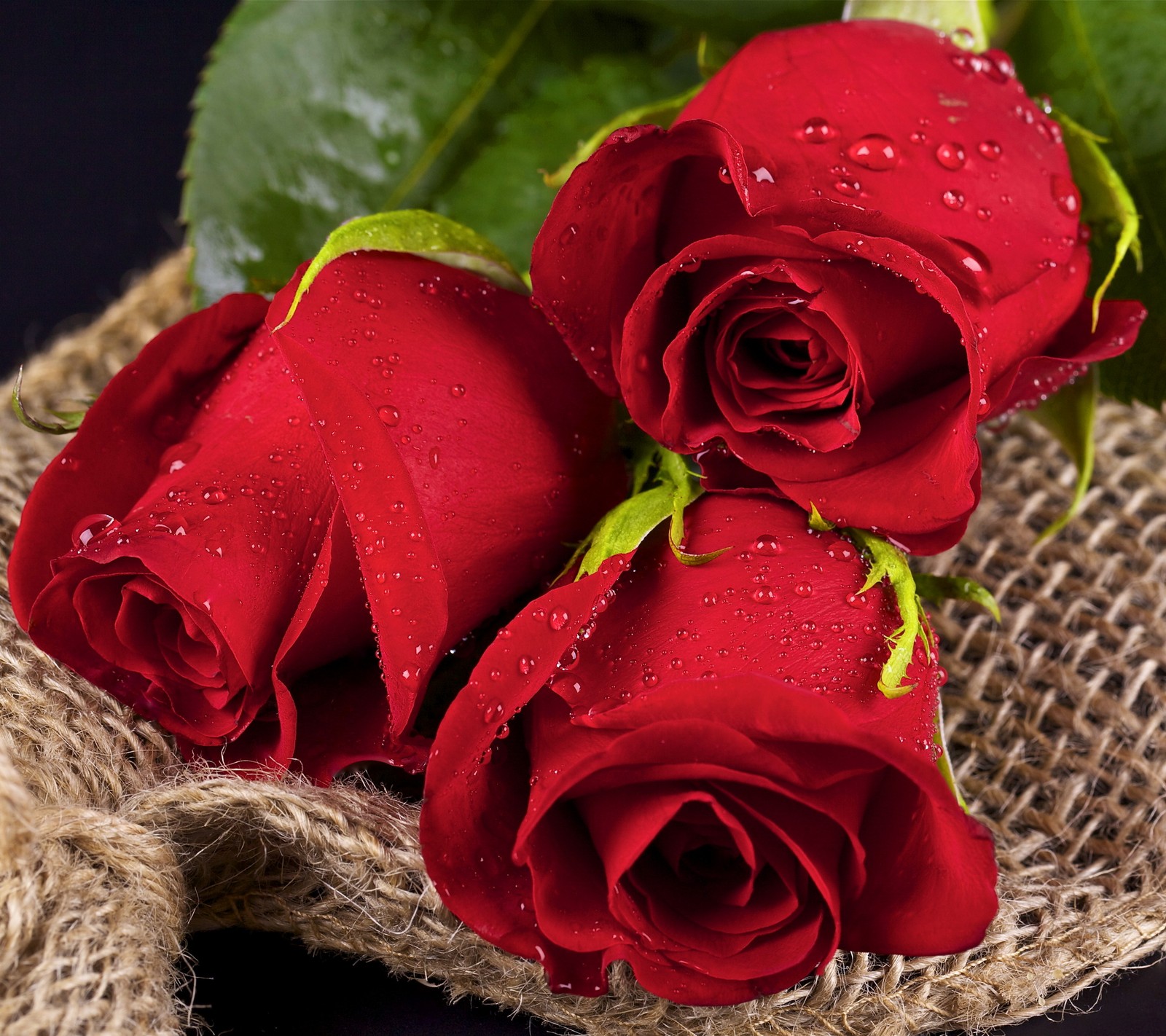 Tres rosas rojas con gotas de agua sobre ellas sentadas sobre un arpillera (fondo, hermoso, amor, rojo, romántico)