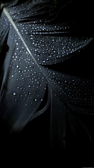 Black feather adorned with glistening droplets.