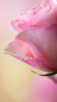 Delicate Pink Rose: A Symbol of Love and Nature