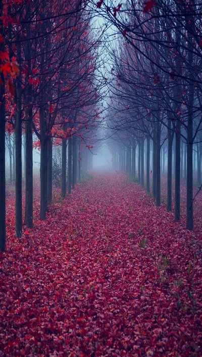 forest, leaves, red