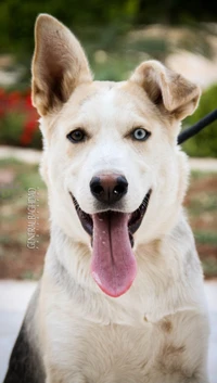 A happy, mixed-breed dog with one blue eye and a playful expression.