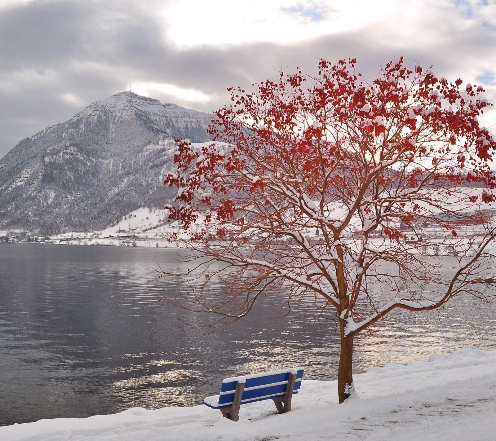 Scène enneigée d'un banc et d'un arbre au bord de l'eau (banc, arbre rouge, hiver)