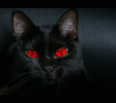 noir, chat, sympa, sharingan