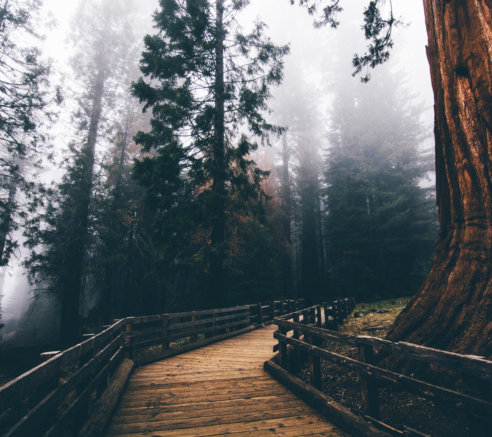 A wooden walkway in a forest with tall trees and fog (forest, path, road)