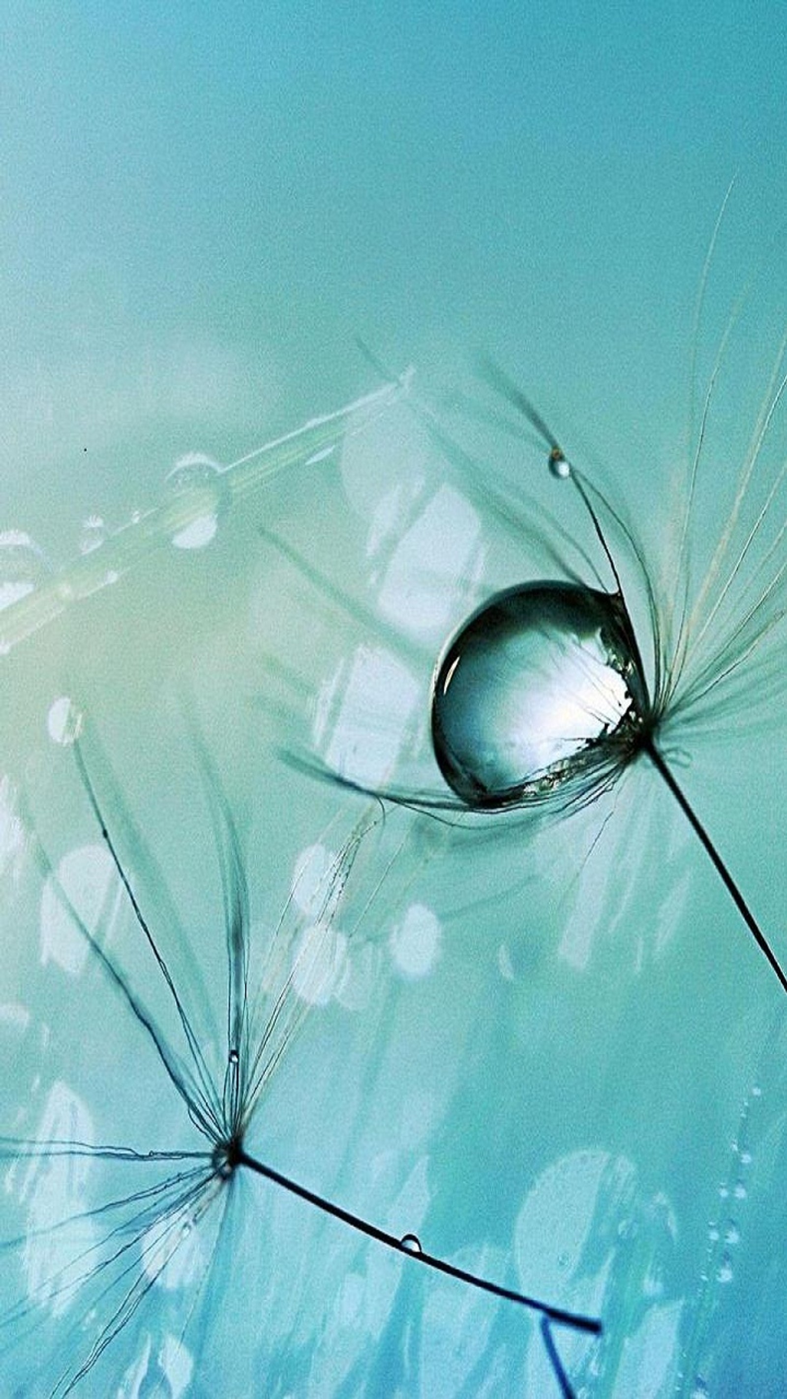 There is a drop of water on a dandelion with water droplets (beautiful, drop, hd wallpaper, hd water drop, water)