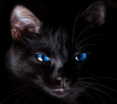 bleu, eyes cat