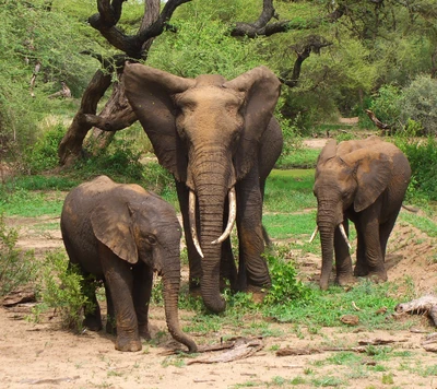 Elephant Family Herd in African Landscape