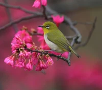 Pájaro colorido posado entre flores rosas vibrantes