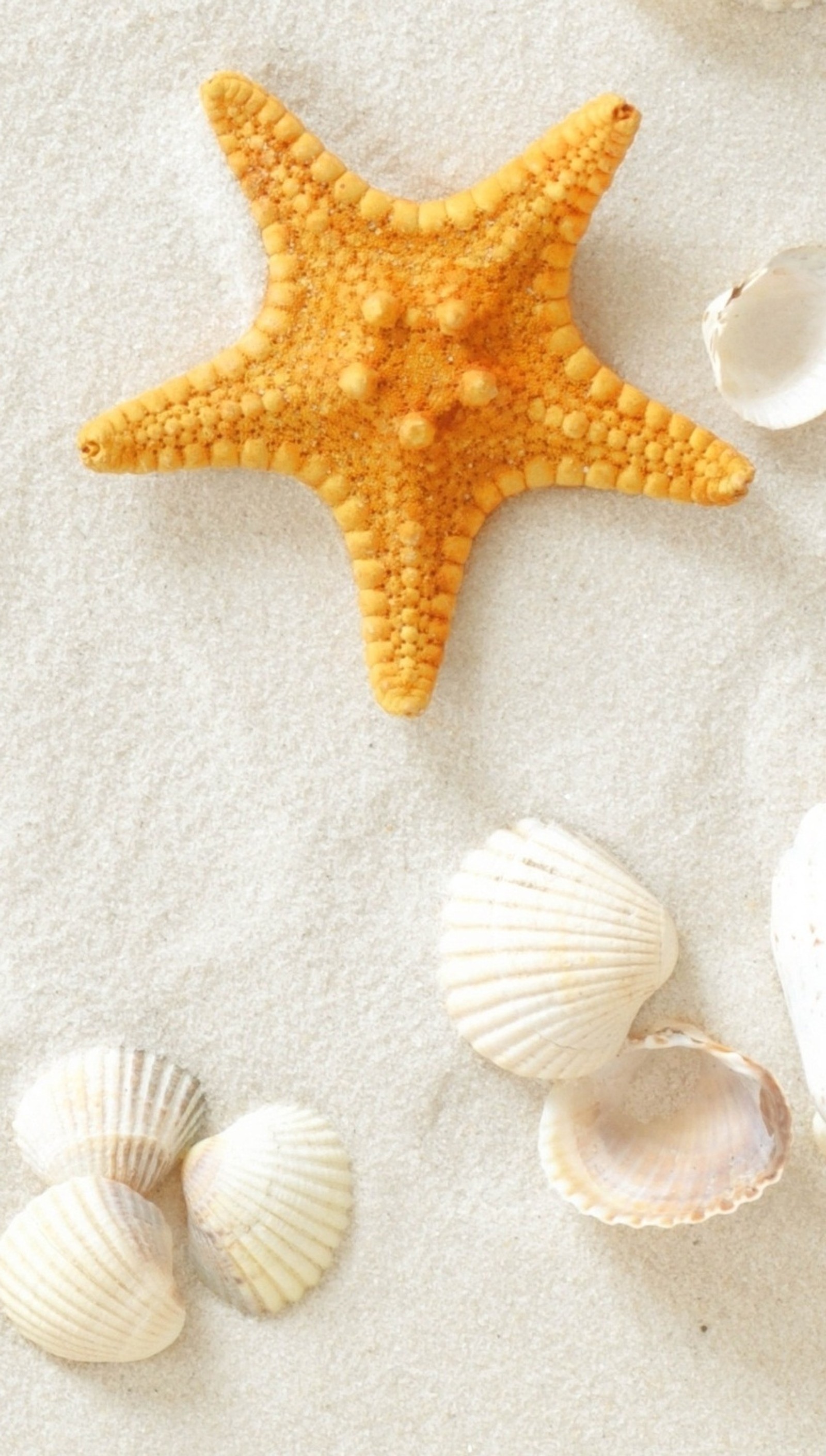 Há conchas e uma estrela do mar na praia com uma toalha branca (nice starfish, casca)